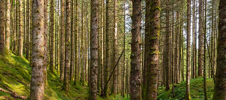 Epicea forest, Germany